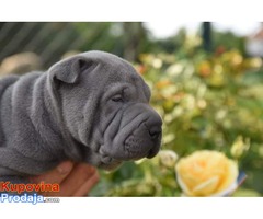 Shar pei, prelepi štenci - Fotografija 4/8