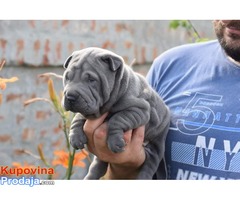 Shar pei, prelepi štenci - Fotografija 6/8