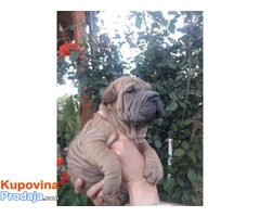 Shar pei, prelepi štenci - Fotografija 7/8