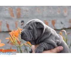 Shar pei, prelepi štenci - Fotografija 8/8