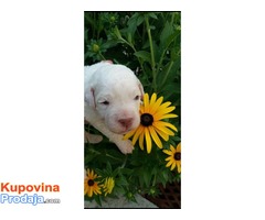 Lagotto Romagnolo prvoklasni štenci - Fotografija 5/8