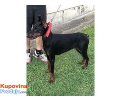 Doberman