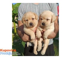 Labrador retriver prelepi žuti štenci - Fotografija 1/4