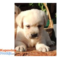 Labrador retriver prelepi žuti štenci - Fotografija 2/4