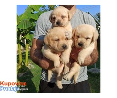 Labrador retriver prelepi žuti štenci - Fotografija 3/4