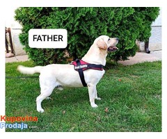 Labrador retriver prelepi žuti štenci - Fotografija 4/4