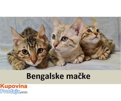 Bengalske mačke sa papirima - Fotografija 1/5