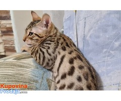 Bengalske mačke sa papirima - Fotografija 2/5