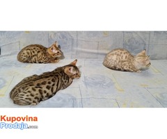 Bengalske mačke sa papirima - Fotografija 3/5