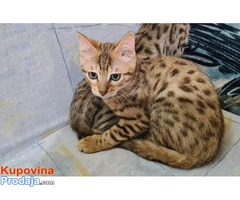 Bengalske mačke sa papirima - Fotografija 4/5