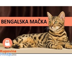 Bengalske mačke sa papirima - Fotografija 5/5