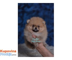 Pomeranac, Pomeranski špic-Boo štenci - Fotografija 1/5