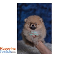 Pomeranac, Pomeranski špic-Boo štenci - Fotografija 2/5