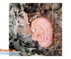 Ganoderma lucidum Reishi gljiva, Hrastova Sjajnica - Fotografija 1/3