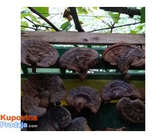 Ganoderma lucidum Reishi gljiva, Hrastova Sjajnica - Fotografija 2/3