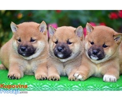 Shiba Inu - Fotografija 2/9