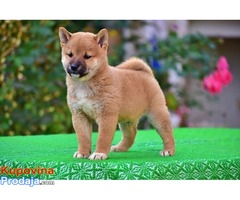 Shiba Inu - Fotografija 3/9