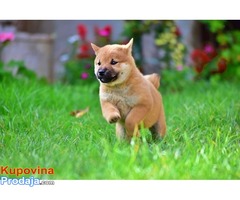 Shiba Inu - Fotografija 4/9