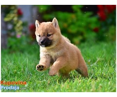 Shiba Inu - Fotografija 5/9