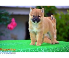 Shiba Inu - Fotografija 6/9