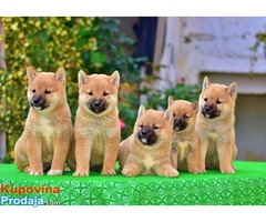 Shiba Inu - Fotografija 8/9