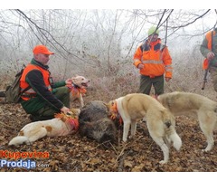 Stenci Zapadnosibirskih Lajki na prodaju - Fotografija 8/8