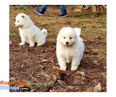 Sibirski Samojed štenci na prodaju 0 - Fotografija 2/8