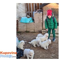 Sibirski Samojed štenci na prodaju 0 - Fotografija 3/8