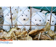 Sibirski Samojed štenci na prodaju 0 - Fotografija 4/8