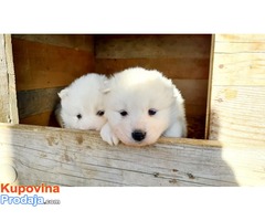 Sibirski Samojed štenci na prodaju 0 - Fotografija 5/8