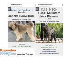 FLANDRIJSKI BUVIJE-Bouvier des Flandres - Fotografija 1/7