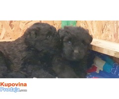 FLANDRIJSKI BUVIJE-Bouvier des Flandres - Fotografija 3/7