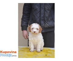 Lagotto romagnolo štenci - Fotografija 1/8