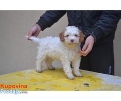 Lagotto romagnolo štenci - Fotografija 2/8