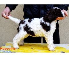 Lagotto romagnolo štenci - Fotografija 3/8