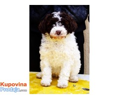 Lagotto romagnolo štenci - Fotografija 4/8