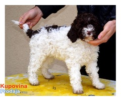 Lagotto romagnolo štenci - Fotografija 5/8