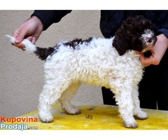 Lagotto romagnolo štenci - Fotografija 6/8