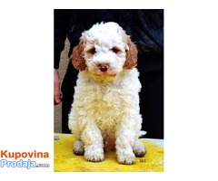 Lagotto romagnolo štenci - Fotografija 7/8