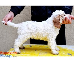 Lagotto romagnolo štenci - Fotografija 8/8