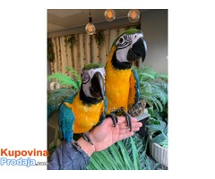 Ručno uzgojene bebe plave i zlatne macaws za prodaju - Fotografija 1/6