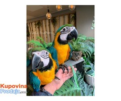 Ručno uzgojene bebe plave i zlatne macaws za prodaju - Fotografija 3/6