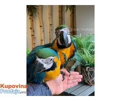 Ručno uzgojene bebe plave i zlatne macaws za prodaju - Fotografija 4/6