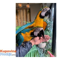 Ručno uzgojene bebe plave i zlatne macaws za prodaju - Fotografija 5/6