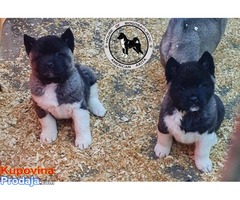 Americka Akita stenci - Fotografija 9/10