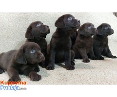 Labrador retriver, vrhunski štenci - Fotografija 2/6