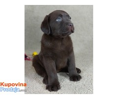 Labrador retriver, vrhunski štenci - Fotografija 3/6