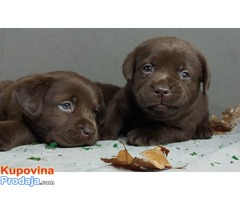 Labrador retriver, vrhunski štenci - Fotografija 4/6