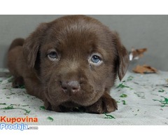 Labrador retriver, vrhunski štenci - Fotografija 5/6