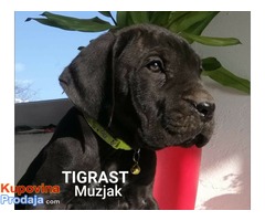 Stenci Cane Corso - Fotografija 1/4